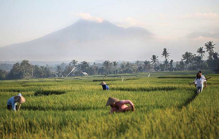 1 - View to Rice Fields and Volcano